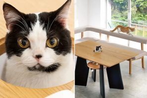 这个以猫为中心的桌子设计有一个空腔和隐藏的架子，让你的宠物在你WFH的时候栖息。