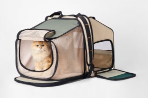 这也非常宽敞的猫背包变成舒适的宠物收容所